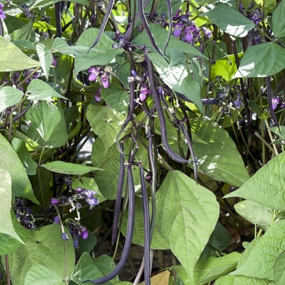 Picture of Dwarf French Bean - Mistik